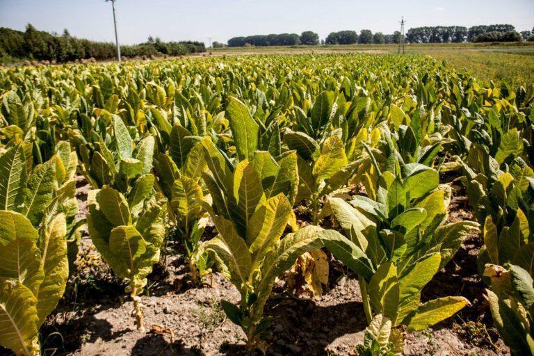 Na zdjęciu uprawa tytoniu