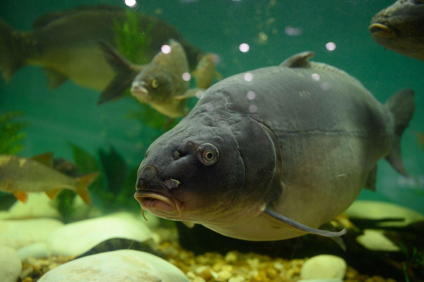 Targi Wędkarskie Rybomania 2024 w Poznaniu. Na zdjęciu widzimy rybę