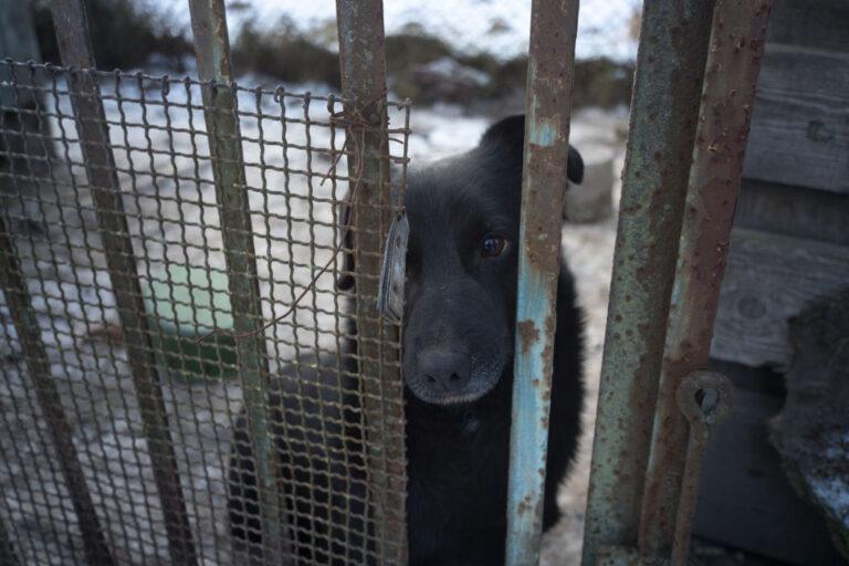 Na zdjęciu mały czarny pies, wystawiający pyszczek za ogrodzenie.