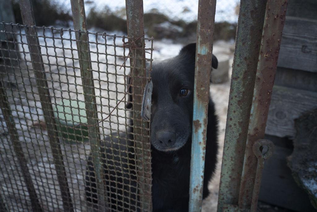 Na zdjęciu mały czarny pies, wystawiający pyszczek za ogrodzenie.