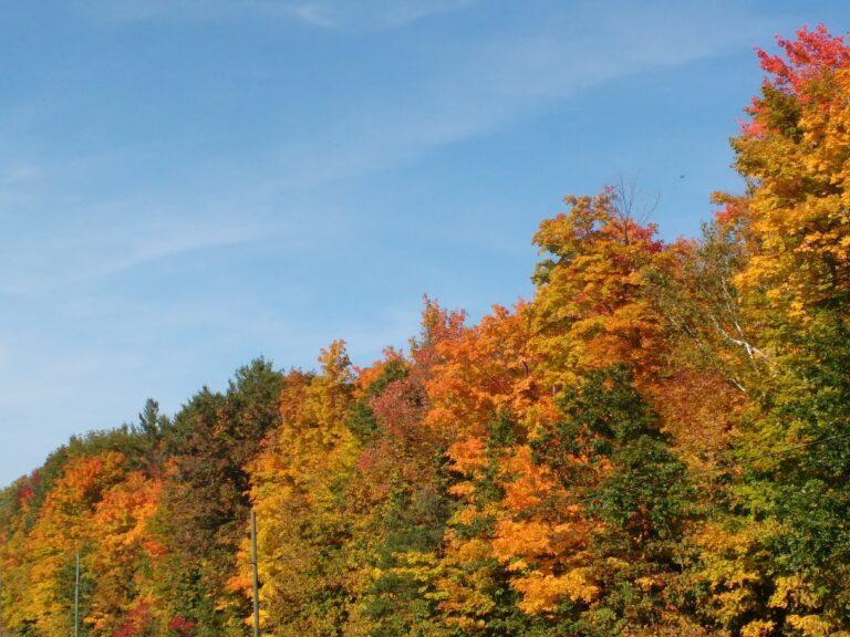 Kanadyjska jesień w pełnym rozkwicie. Feeria barw – od złota po karmazyn – maluje lasy pod błękitnym niebem, tworząc jedno z najpiękniejszych widowisk natury w Ameryce Północnej.