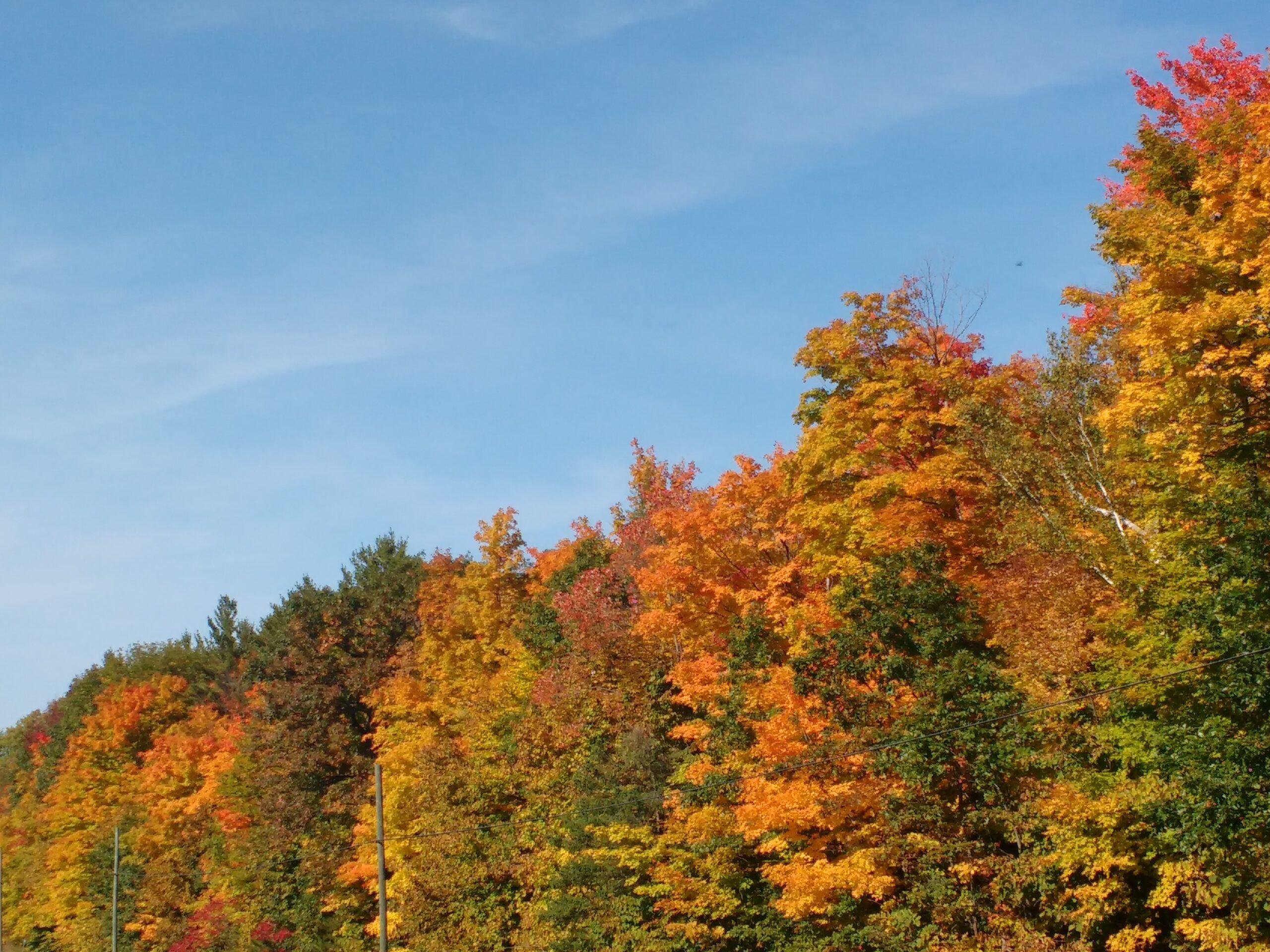 Kanadyjska jesień w pełnym rozkwicie. Feeria barw – od złota po karmazyn – maluje lasy pod błękitnym niebem, tworząc jedno z najpiękniejszych widowisk natury w Ameryce Północnej.
