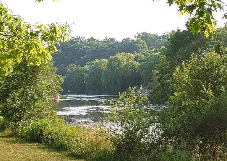 Letni zakątek nad rzeką. Spokojna tafla wody otulona zielenią, ukryta wśród drzew, które tworzą naturalną ścianę ciszy i ukojenia.