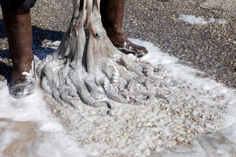Na zdjęciu ośmiornica, którą trzyma rybak