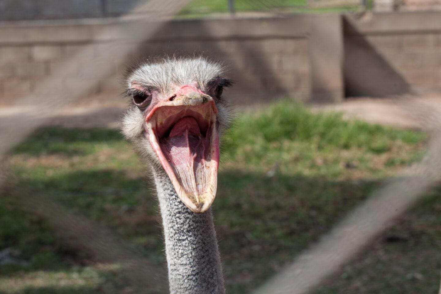 Portret strusia sfotografowanego przez ogrodzenie