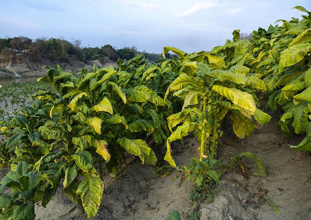 plantacja tytoniu