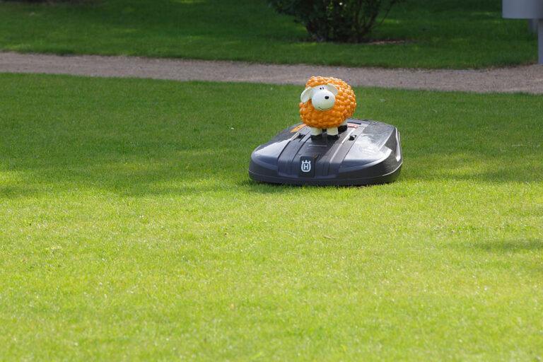 Kosiarka robot na trawniku
