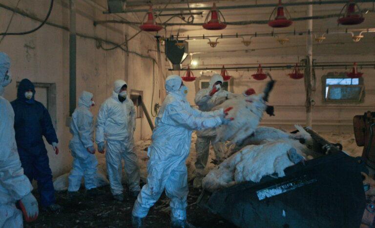 Na zdjęciu: Ferma drobiu