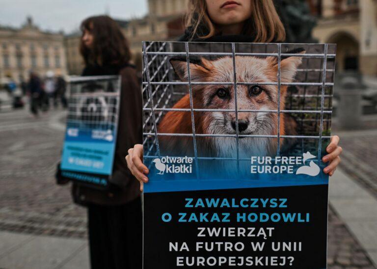 Na zdjęciu manifestacja działaczy walczących o wprowadzenie zakazu hodowli zwierząt na futra