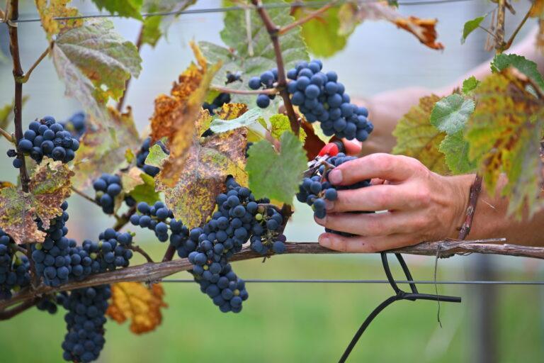 Na zdjęciu winogrona w winnicy