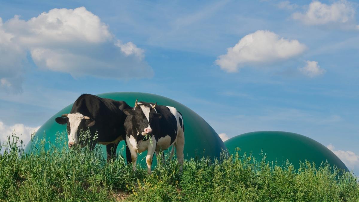 Zdjęcie przedstawia krowy pasące się na polu przed biogazownią