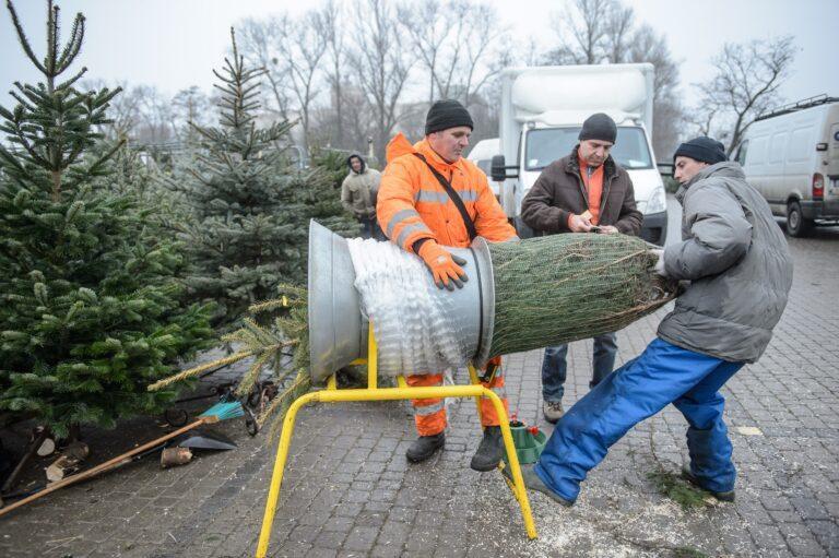 Stoisko z choinkami. Sprzedawcy opakowują choinkę w siatkę.