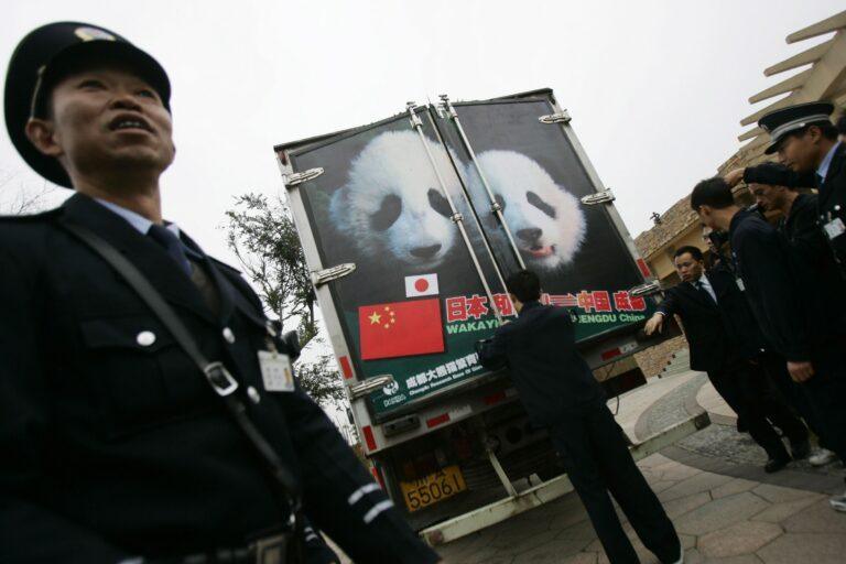 Umundurowany strażnik przed ciężarówką z wizerunkiem pand