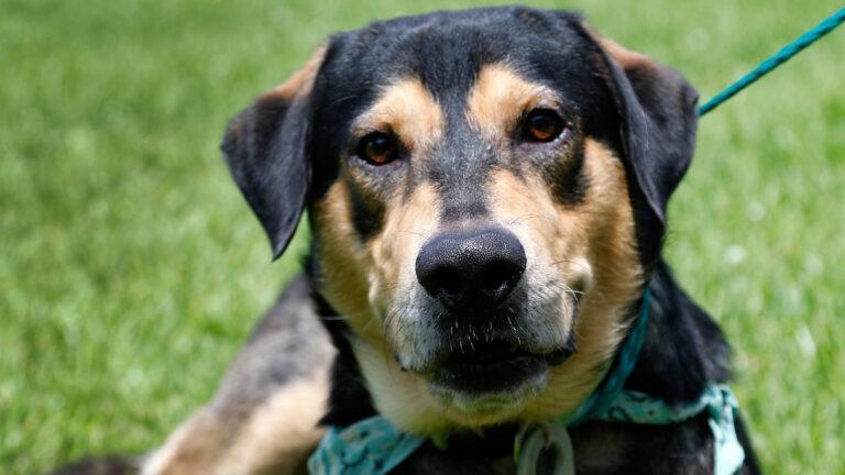 Na zdjęciu pies rasy mieszanej