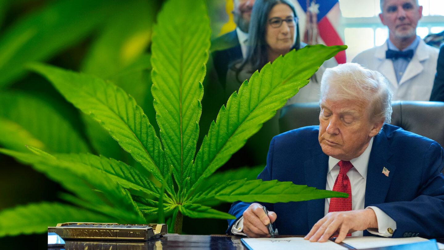 Donald Trump w Białym Domu podpisujący rozporządzenie o reklasyfikacji marihuany. Obok niego konopia.