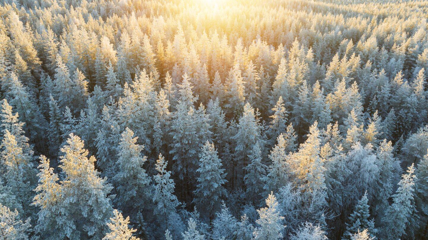 Zdjęcie lotnicze promieni słonecznych nad sosnowym lasem w mroźnej scenerii