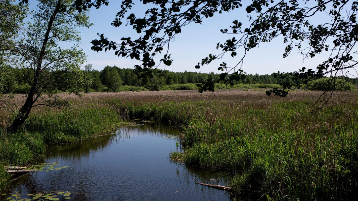 Puszcza Białowieska