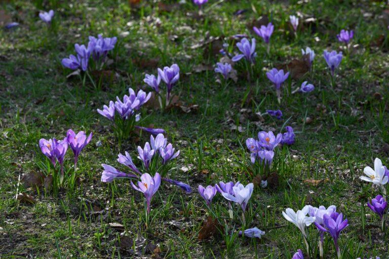 Kwitnące krokusy