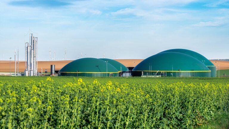 Biogazownia pośród pól rzepaku