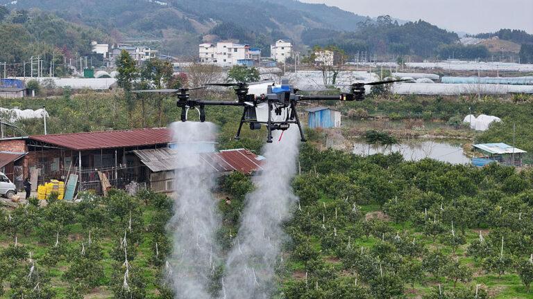 Dron w trakcie opryskiwania pola w Chinach