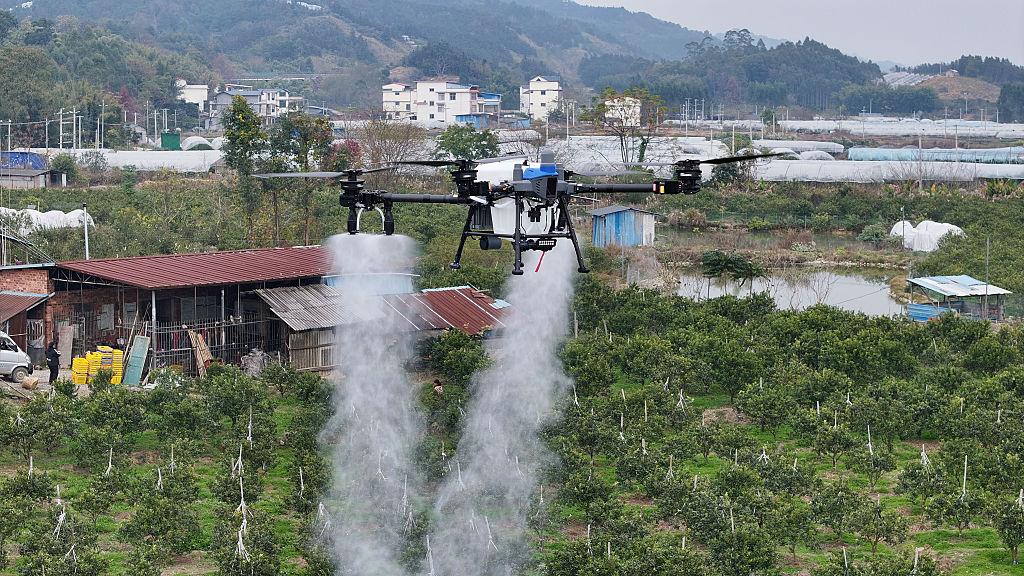 Dron w trakcie opryskiwania pola w Chinach