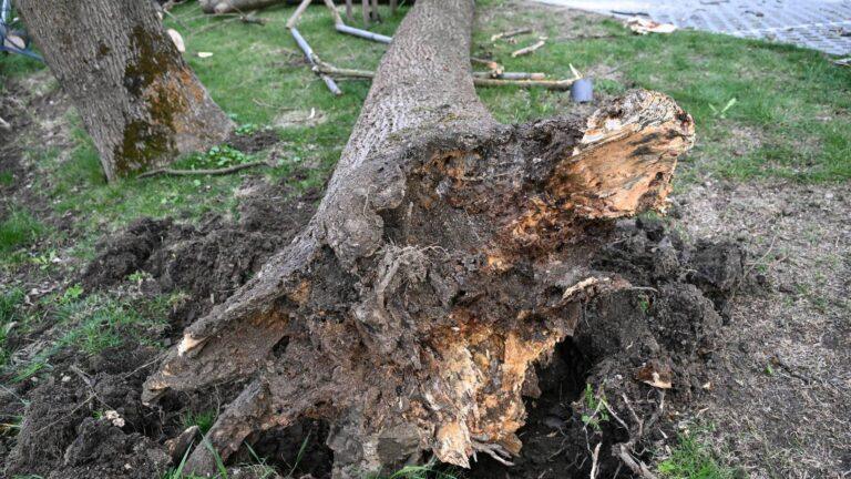 Powalone przez wiatr drzewo w Przemyślu