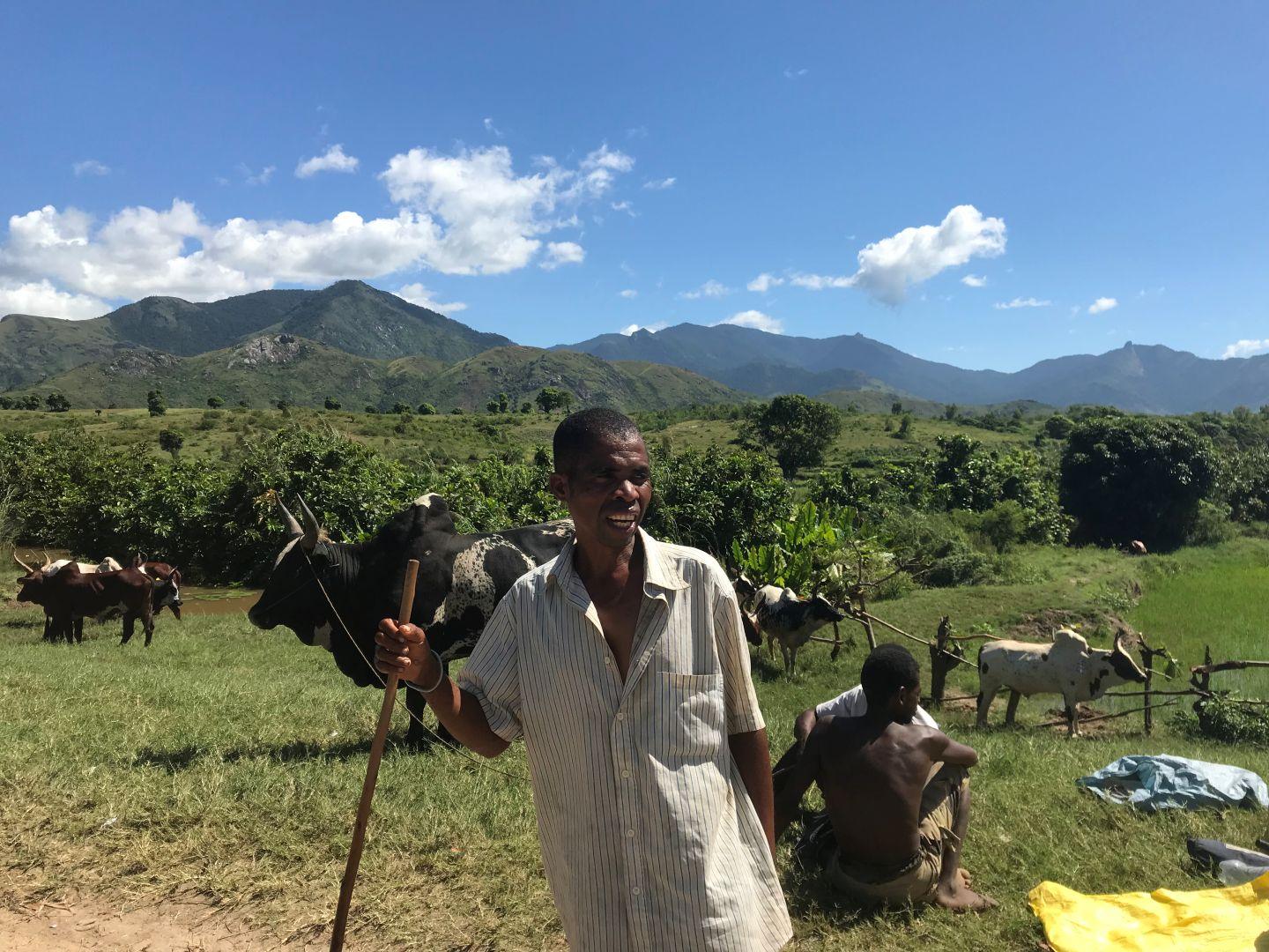 Na Madagaskarze wśród południowego ludu Bara, kradzież kilku sztuk była rytuałem wejścia w dorosłość, obecnie tradycja przekształciła się w bandycki biznes.