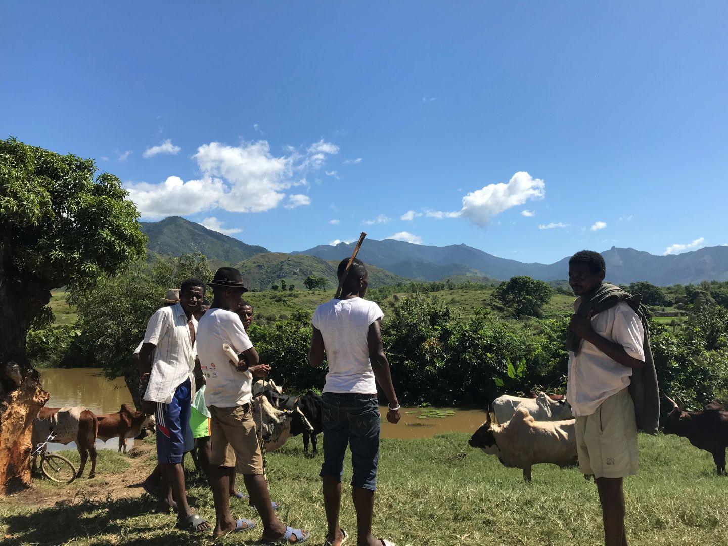 Na Madagaskarze wśród południowego ludu Bara, kradzież kilku sztuk była rytuałem wejścia w dorosłość, obecnie tradycja przekształciła się w bandycki biznes.