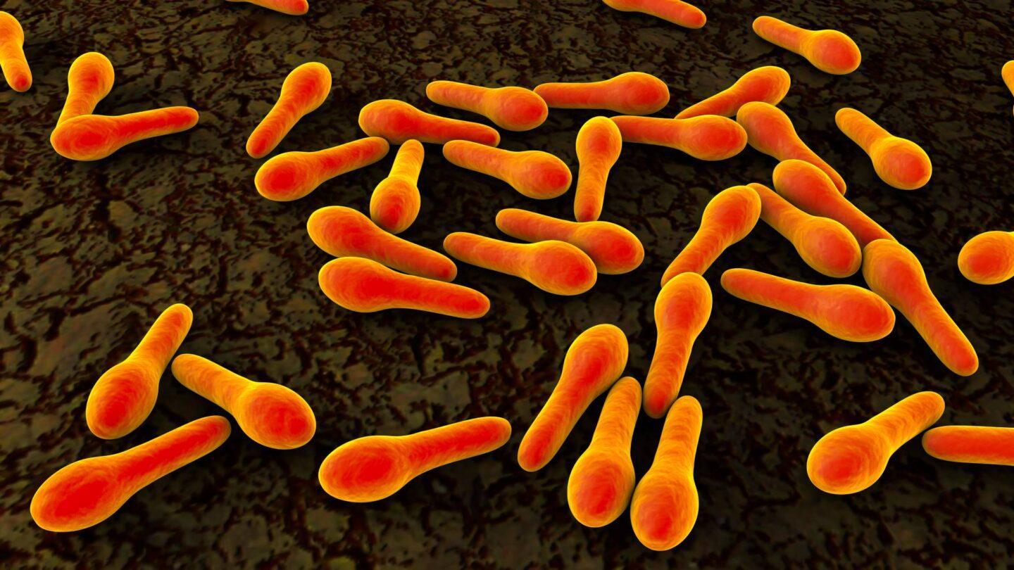 Wywołująca teżęc Clostridium tetani bacteria