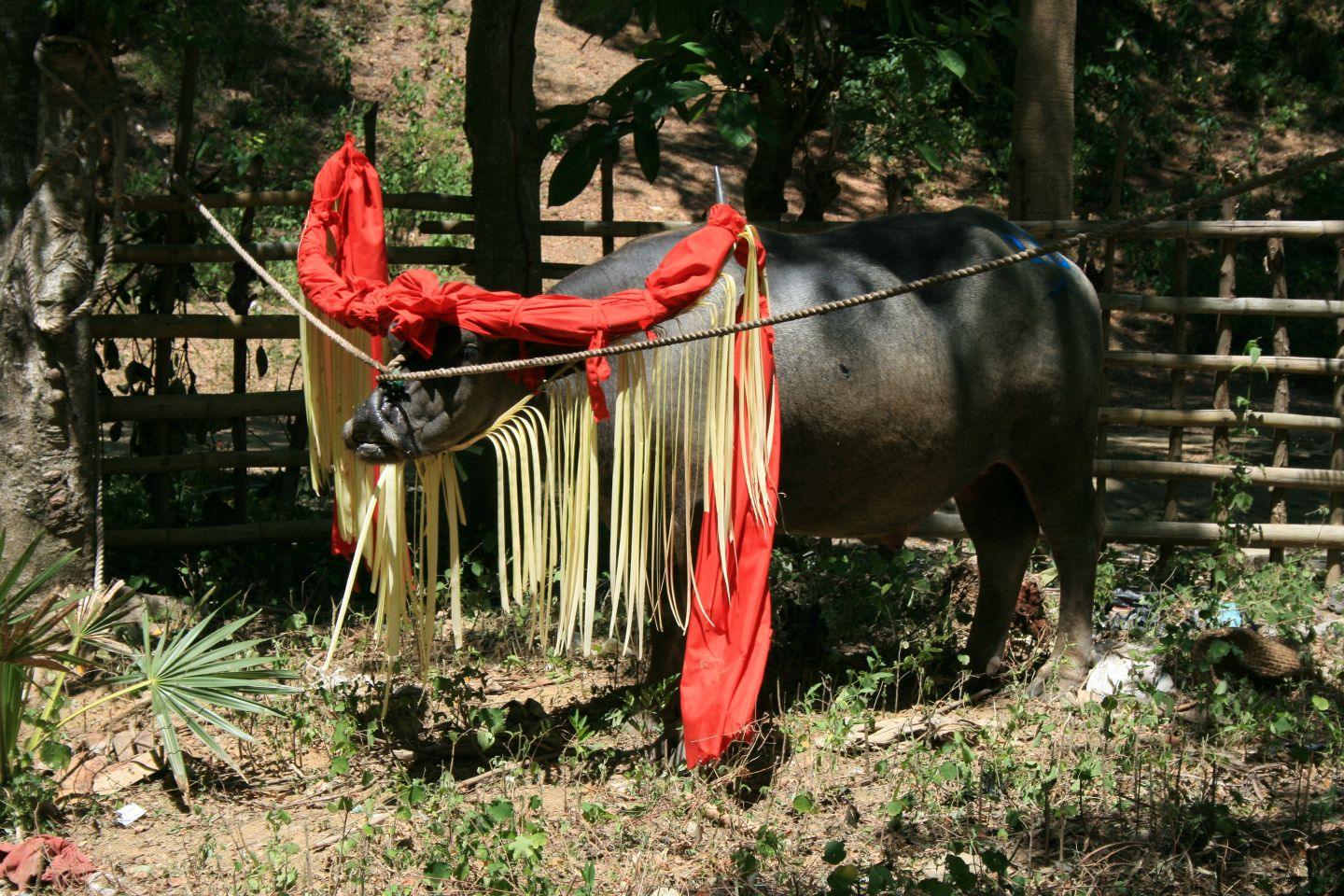 Bawół wodny przygotowany do ceremonii pogrzebowej w Tana Toraja na indonezyjskiej wyspie Sulawesi. Zwierzęta odgrywają ważną rolę w obrzędach pożegnania zmarłych.